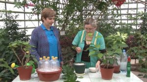 Гибискус. Черенкование.