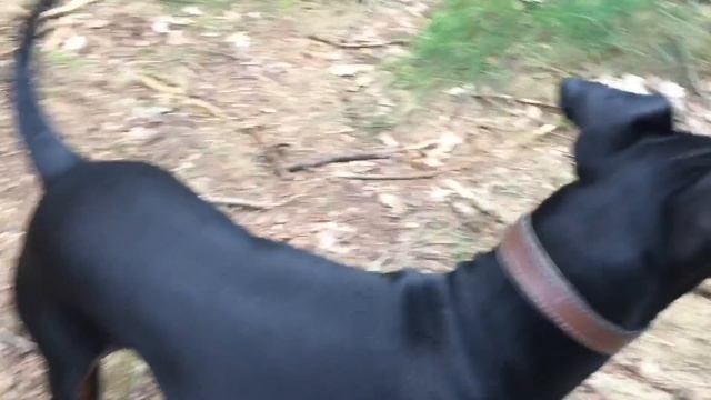Eric the Manchester terrier in the wood смотреть онлайн