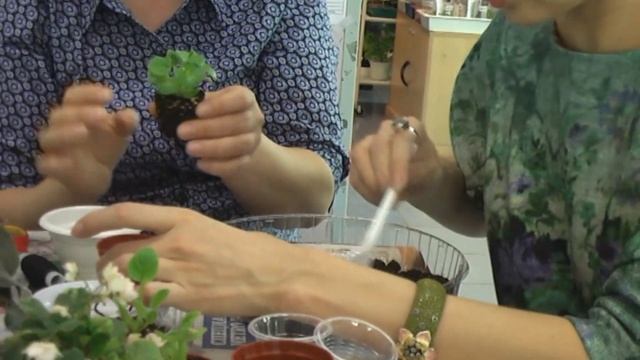 ДФ.Минисенполии, размножение и выращивание. смотреть онлайн