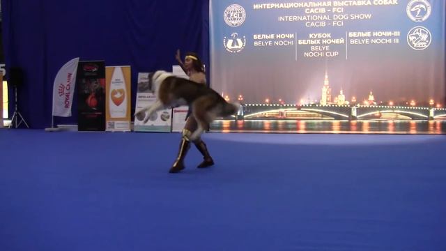 Прогресс-Фристайл Рязанцева Оксана и Кавказская овчарка Нора смотреть онлайн
