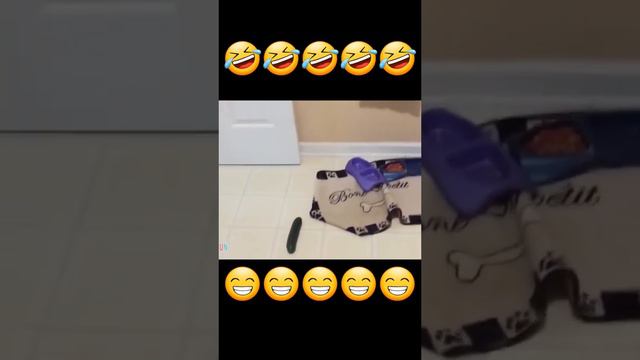 Зоопарк смеха: забавные и нелепые моменты со всеми видами животных смотреть онлайн