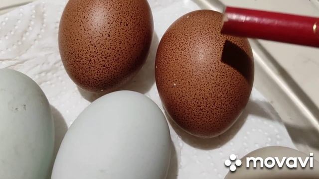 Индоутки. Нужен ли индоуткам водоём.Какие яица несут мои куры. смотреть онлайн