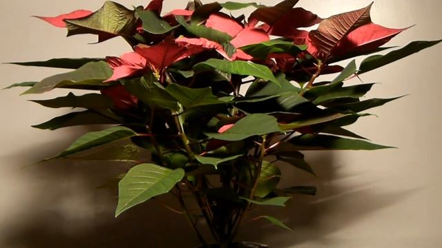 'Poisonous Plants 1-2-1' Euphorbia pulcherrima, the poinsettia смотреть онлайн