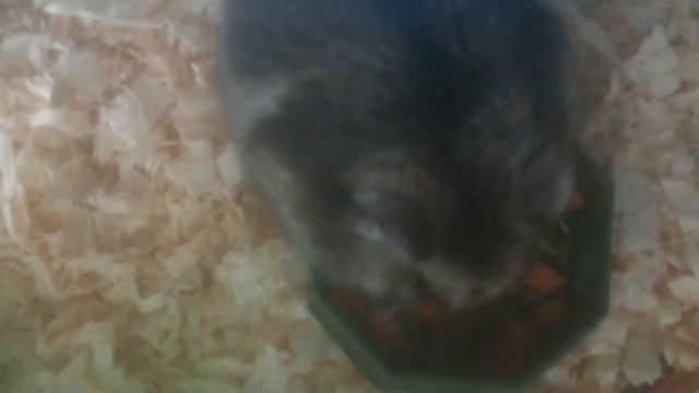 Рецепты для хомяка: утренний салатик смотреть онлайн