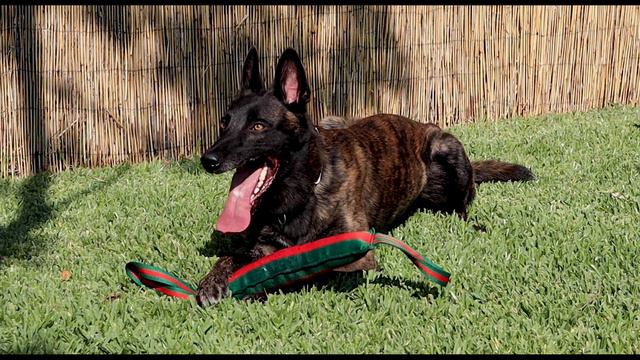 World's Greatest Dutch Shepherd | Epic Dutchies смотреть онлайн