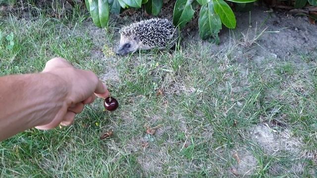 Hedgehog rolls into a ball смотреть онлайн
