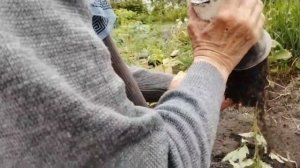 Посадка помидор  под мотоблок