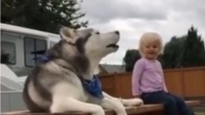 #huski. Huski funny/Хаски орут