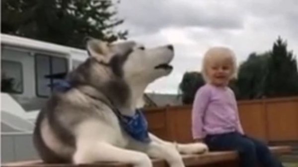 #huski. Huski funny/Хаски орут