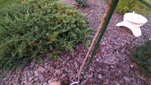 Обзор покупки с ин-т магазина растений Хвойная коллекция! Picea pungens Hermann Naue Август 2022 смотреть онлайн