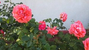 РОЗА ДИ ДИ БРИДЖУОТЕР??? В ЖАРУ???ШЕДЕВР МОЕГО САДА???...