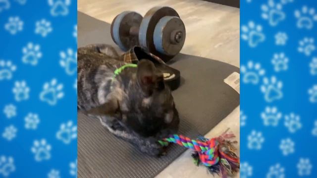 Смешные французские бульдоги #1