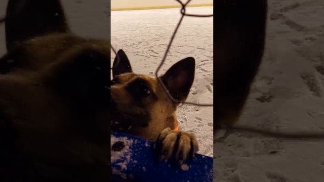 Собака скулит, когда остаётся одна, как помочь ей? смотреть онлайн
