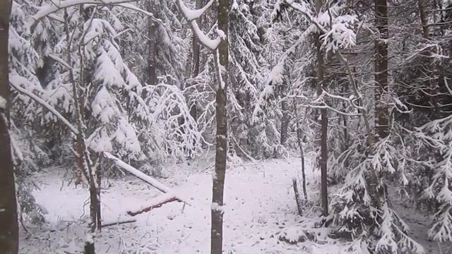 Солонцы для зайцев. просто. Salt licks for rabbits. смотреть онлайн