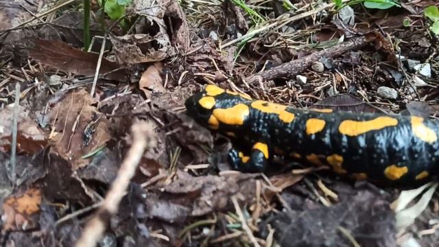 Salamander Salamandra Саламандър