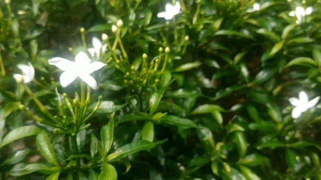 TANAMAN HIAS BUNGA MELATI BINTANG (TRACHELOSPERMUM JASMINOIDES) || Aneka Flora смотреть онлайн