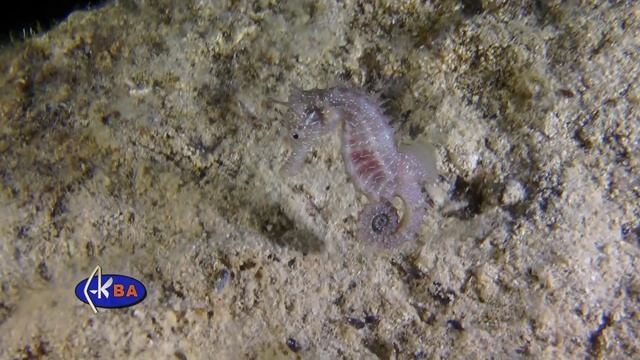 Морской конек. Hippocampus hippocampus. Long snouted seahorse смотреть онлайн