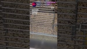 Стоимость попугаев и рыбок в Туле.