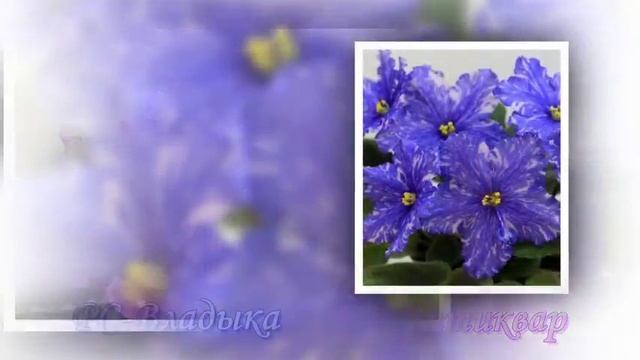 Новые сорта фиалок Светланы Репкиной. РС 2017. смотреть онлайн