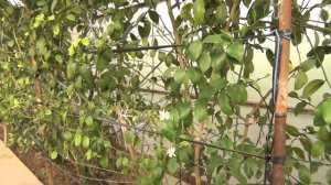 ВЫГОДНО ЛИ ВЫРАЩИВАТЬ ЛИМОНЫ В ТЕПЛИЦЕ? АКТИВНОЕ ЦВЕТЕНИЕ ЛИМОНОВ (28-01-2019)