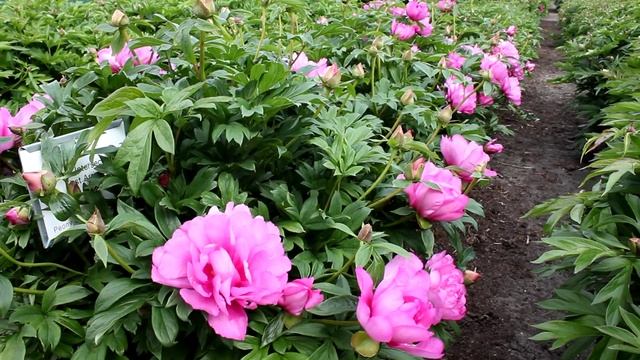 First Arrival | R2 Flowers BV | Peonies смотреть онлайн