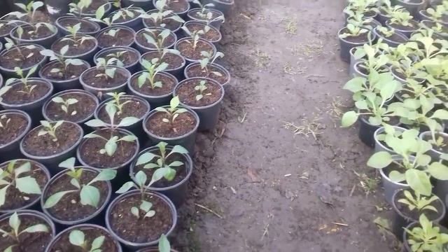 Петуния на 9 марта 2019г. смотреть онлайн