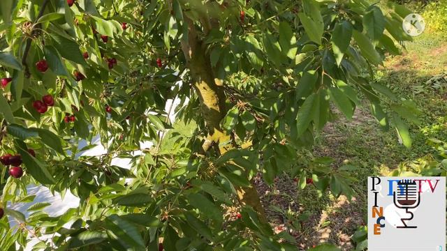 Ciliegio:produzione:cherry production смотреть онлайн