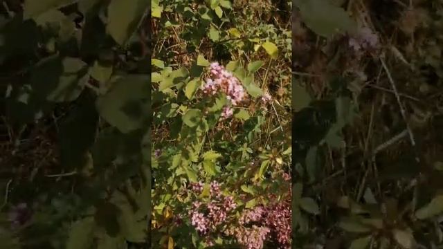 Душица - Орегано... Прекрасный медонос !!! смотреть онлайн
