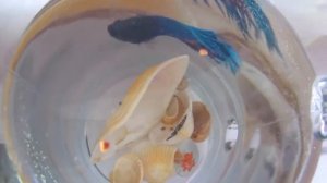 Рыбка петушок. Как ребенок играет с ней