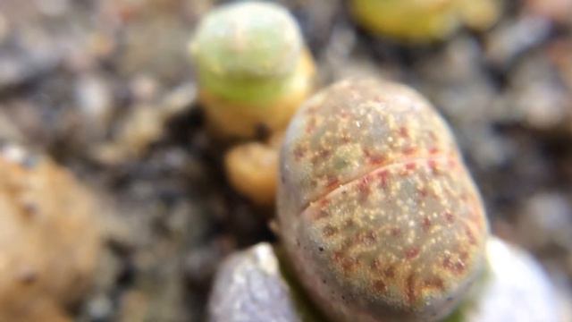 Lithops julii ssp. julii cv. "kikushogiyoku" 5.5 Months Old смотреть онлайн