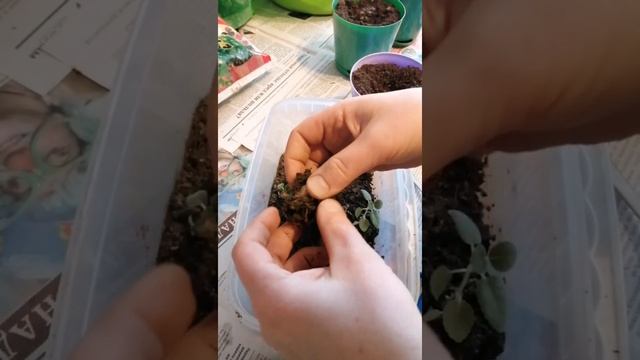 Январские зарисовки. Фитолампа. Пересадка глоксиний.#фитолампаэра#ягнята#романовки#глоксиния смотреть онлайн