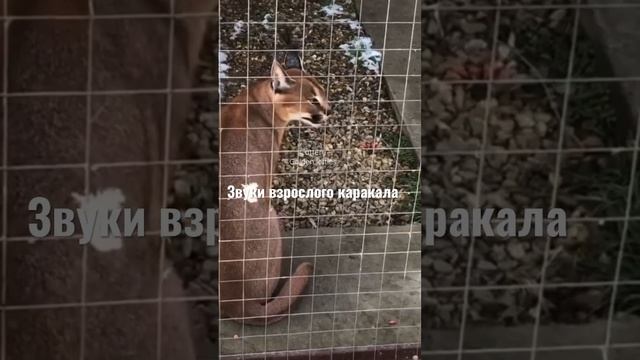 #caracal#какчирикаетвзрослыйкаракал#каракал смотреть онлайн
