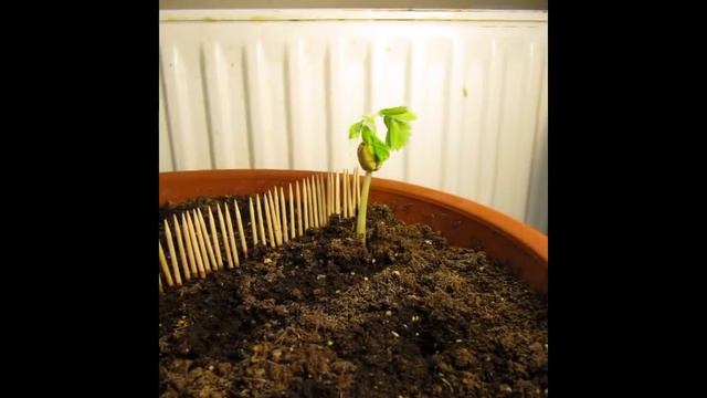 Тамаринд смотреть онлайн