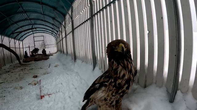 Смятение орлиной души смотреть онлайн