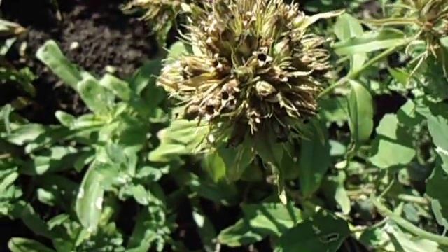 ПОРА СОБИРАТЬ СЕМЕНА ГВОЗДИКИ ТУРЕЦКОЙ. Ольга Чернова 4 июля смотреть онлайн