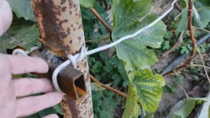 Шпалера для винограда своими руками. Опора для винограда