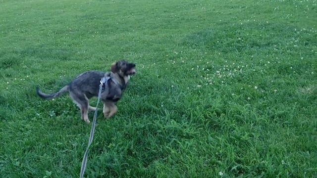 Щенок, Грета, 5 мес, вырастит средне-крупной. смотреть онлайн