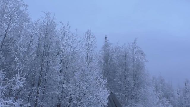 ВОЗЛЕ ДЕРЕВНИ БРОДЯТ ЛОСИ.В ТАЙГУ НА ЖЕЛЕЗНОЙ СОБАКЕ. ОХОТА НА БОРОВУЮ ДИЧЬ СТАНОВИТСЯ СЛОЖНЕЕ. смотреть онлайн