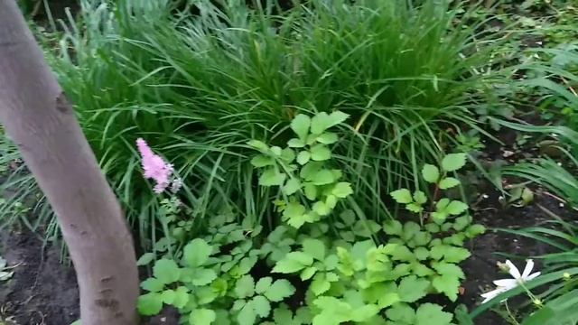 Астильба из семян. Цветение в первый год смотреть онлайн