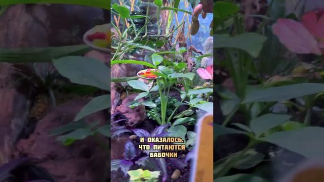 Чем питаются бабочки смотреть онлайн