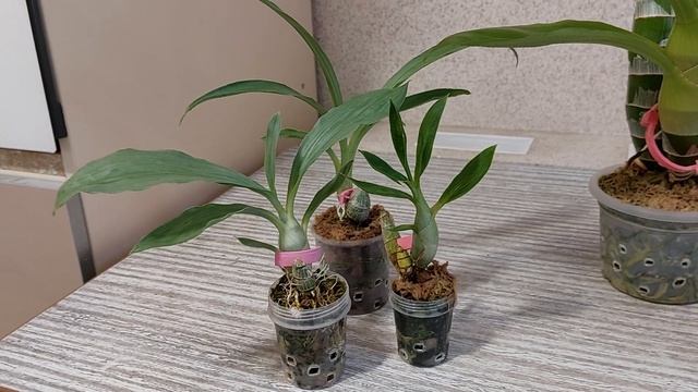 Что за ужас на листьях катасетума? Обзор "страшненьких" морковок. Катасетум или орхидея морковка. смотреть онлайн