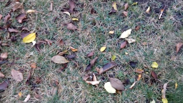 СУПЕР СПОСОБ КОРЧЕВАНИЯ СТАРЫХ ПНЕЙ! Проверено! смотреть онлайн