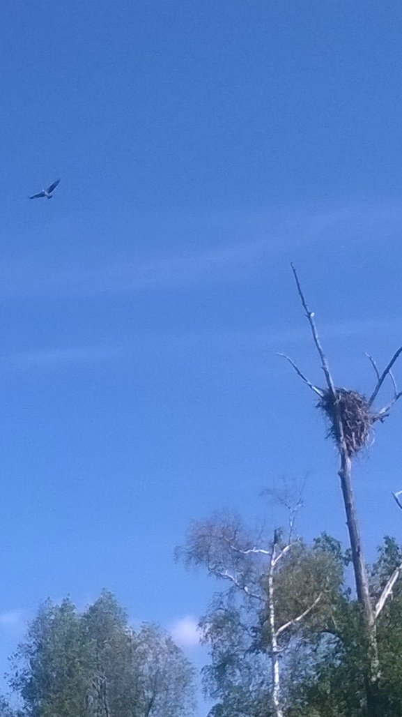 гитара дача шашлычок