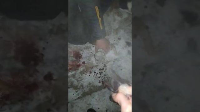 Как снять шкуру с зайца. Свежевание зайца. Как разделать зайца. Охота на зайца. Охотничья собака смотреть онлайн