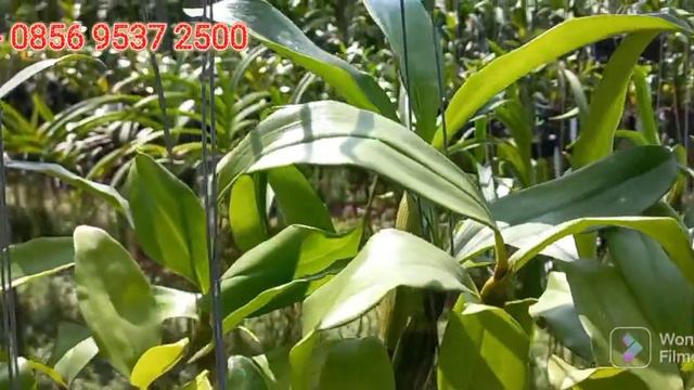 ANGGREK DENDROBIUM FARMERI PETALOID ALBUM - KONDISI PLANT DEWASA SIAP BERBUNGA BUNGA PUTIH CANTIK смотреть онлайн