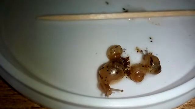 Ахатинам 14 дней. 23.07.2018. смотреть онлайн