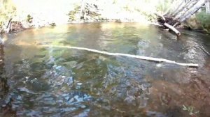 Тайга. Рыбалка на хариуса в Бурятии. В конце Августа..