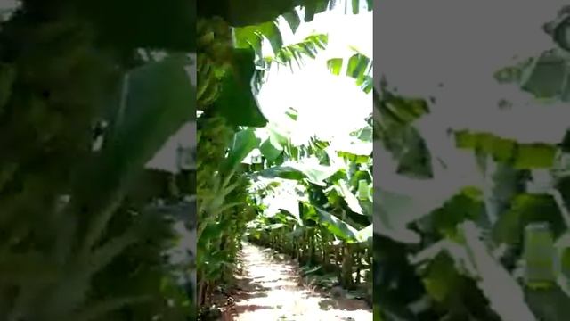 Банановая плантация ?????? смотреть онлайн