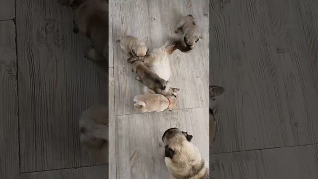 щенки мопса с кошкой смотреть онлайн