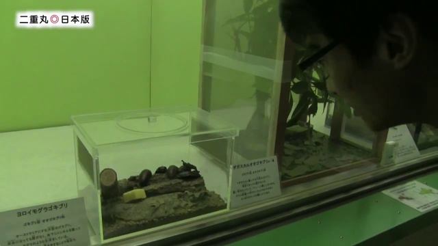 重口预警 昆虫馆触摸虫子-二重丸◎日本版 смотреть онлайн